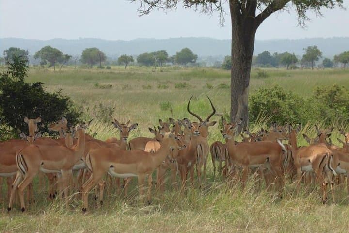 Mikumi National Park Day Trip: Full-Day Safari from Dar es Salaam photo 5