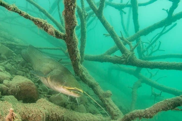 Freshwater Scuba Diving at Lake Bled — Guided Dives in Slovenia