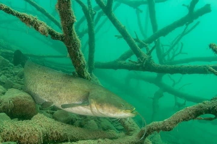 Freshwater Scuba Diving at Lake Bled — Guided Dives in Slovenia photo 3