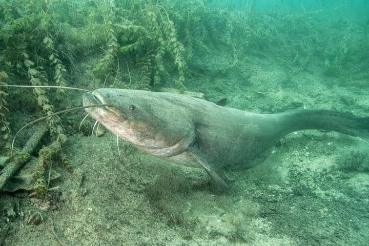 Freshwater Scuba Diving at Lake Bled — Guided Dives in Slovenia photo 2