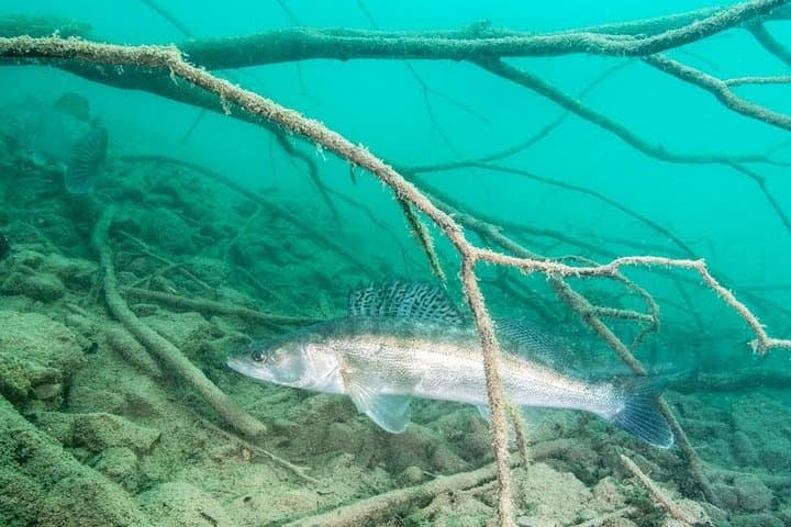 Freshwater Scuba Diving at Lake Bled — Guided Dives in Slovenia photo 4