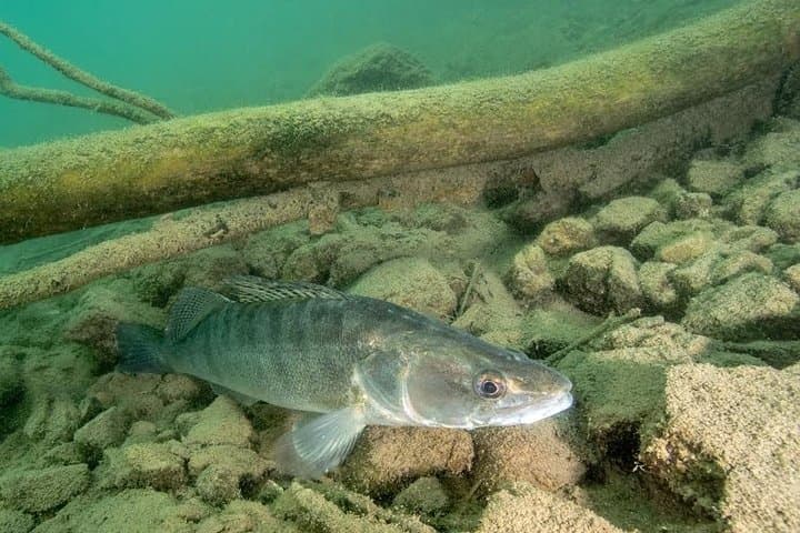 Freshwater Scuba Diving at Lake Bled — Guided Dives in Slovenia photo 5