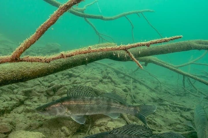 Freshwater Scuba Diving at Lake Bled — Guided Dives in Slovenia photo 6