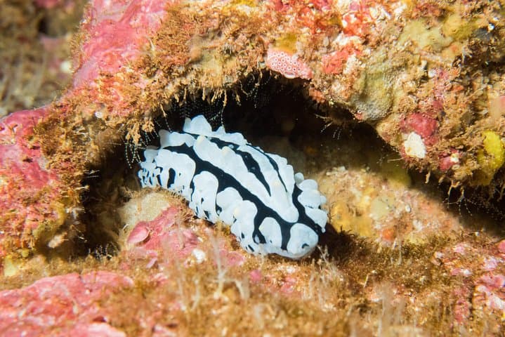 Maui Night Certified Scuba Diving Tour — Lahaina Shore Dive for Certified Divers photo 3