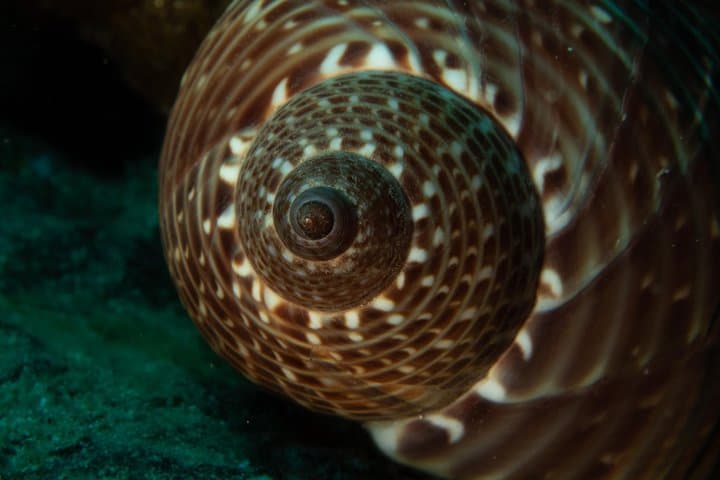 Maui Night Certified Scuba Diving Tour — Lahaina Shore Dive for Certified Divers photo 4