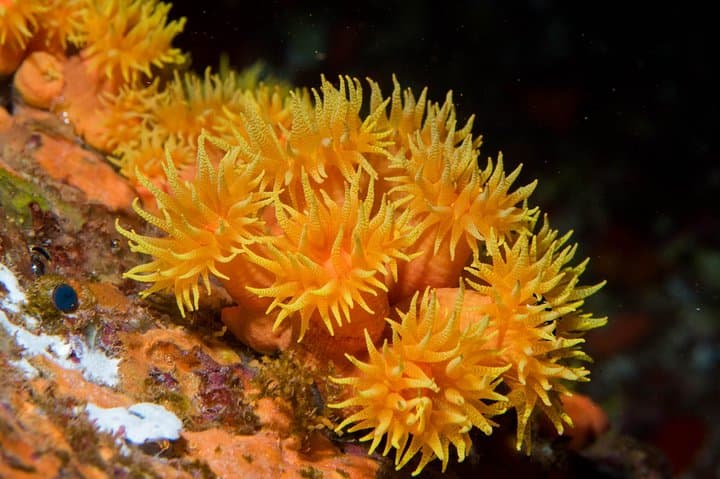 Maui Night Certified Scuba Diving Tour — Lahaina Shore Dive for Certified Divers