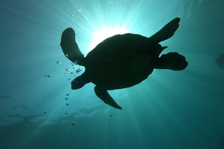 Two-Tank Dive to Lanai Cathedrals — Small-Group Certified Trip from Lahaina photo 3