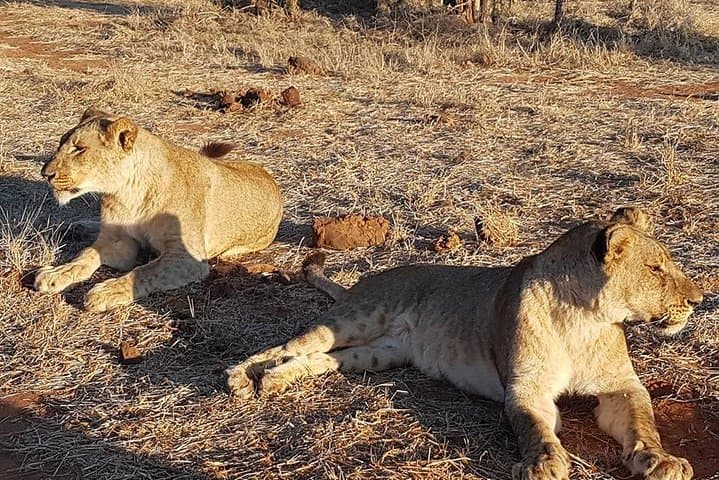 Night Rhino Game Drive & Bush Dinner Near Victoria Falls photo 2