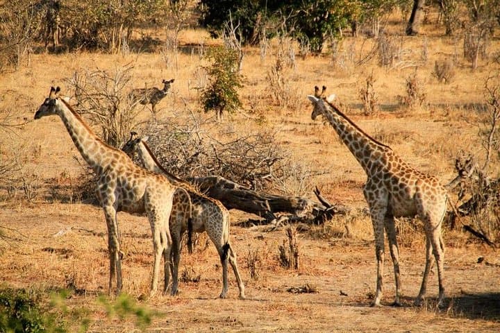 Night Rhino Game Drive & Bush Dinner Near Victoria Falls photo 5