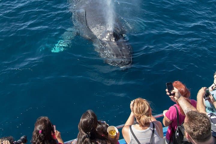 Whale Watching from Newport Beach: A Close Encounter with California’s Marine Giants photo 2