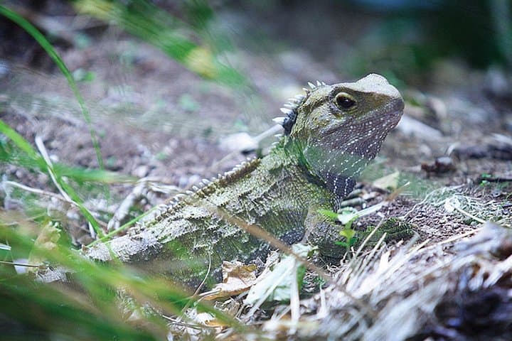 Sanctuary Mountain & Waitomo Luxury Day Tour — Glowworms, Native Wildlife & Waikato Views photo 1