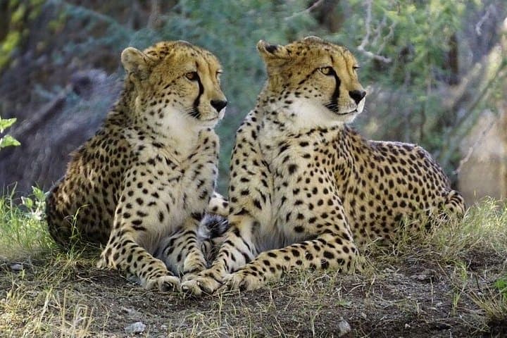 Lake Manyara National Park Safari from Arusha — Full-Day Wildlife & Hippo-Viewing Adventure