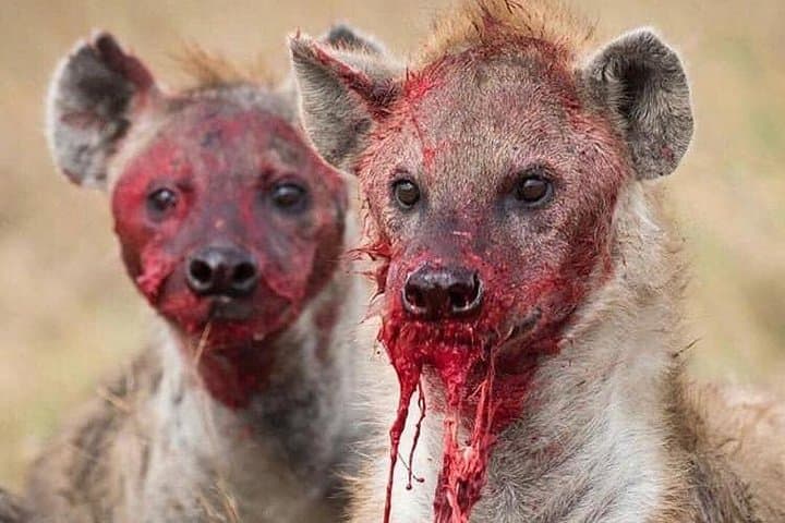 3-Day Serengeti & Ngorongoro Safari from Mwanza — Big Five, Crater Descent & Camping
