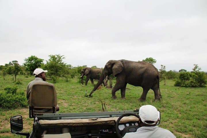 4-Day Manyeleti Private Reserve Safari — Greater Kruger Big Five Experience photo 3