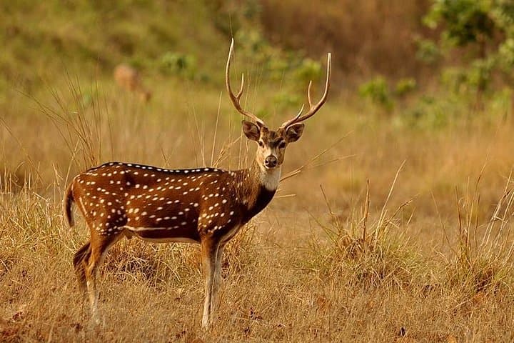 3-Day Koshi Tappu Wildlife Reserve Safari from Kathmandu