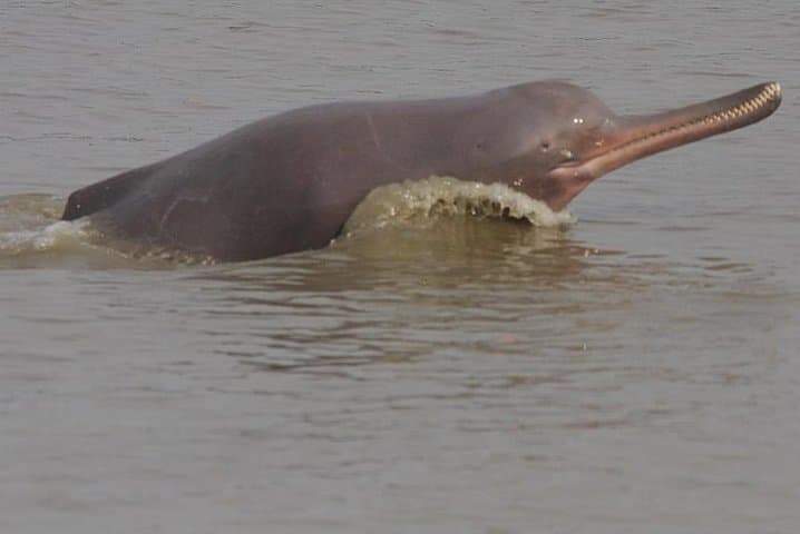 3-Day Koshi Tappu Wildlife Reserve Safari from Kathmandu photo 2