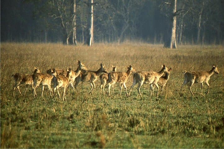 3-Day Koshi Tappu Wildlife Reserve Safari from Kathmandu photo 6