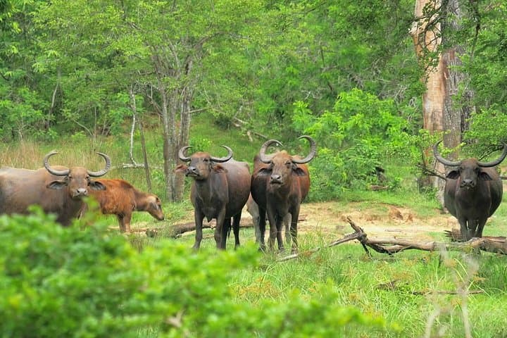 3-Day Koshi Tappu Wildlife Reserve Safari from Kathmandu photo 3