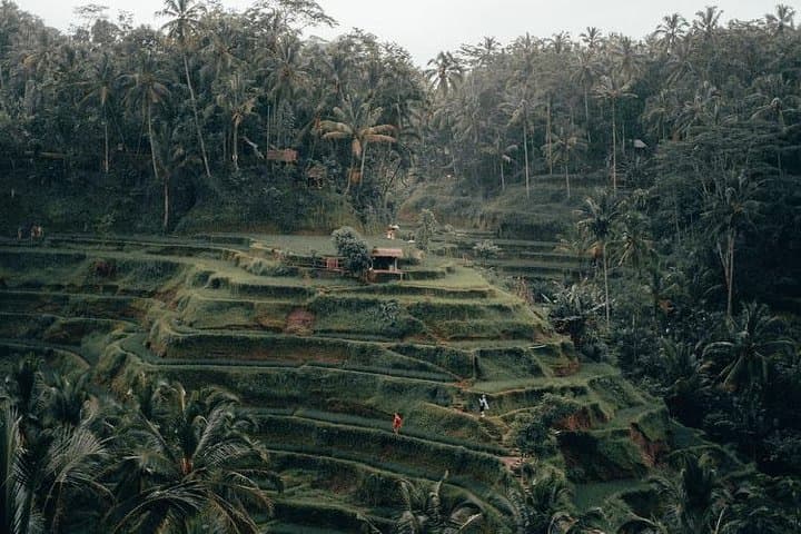Tegalalang Rice Terraces & Mount Batur: Ubud Day Tour Guide photo 6