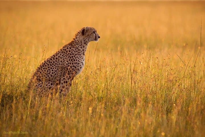 Ngorongoro Crater Safari: Full-Day Conservation Area Tour from Arusha photo 1