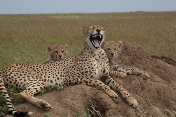 Ngorongoro Crater Safari: Full-Day Conservation Area Tour from Arusha photo 2