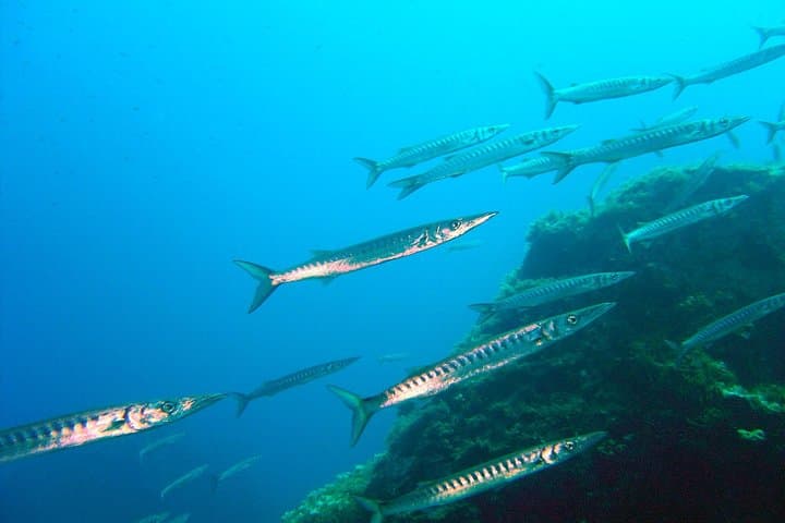 Qualified Diver One‑Tank Aegean Dive in Mykonos