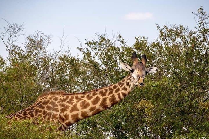 6-Day Big Five Tanzania Safari — Tarangire, Serengeti & Ngorongoro photo 6