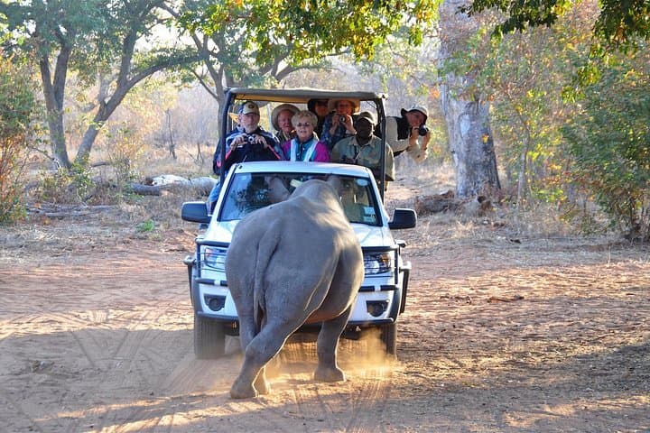 Livingstone Game Drive & Rhino Walk: See White Rhinos in Mosi-oa-Tunya photo 1