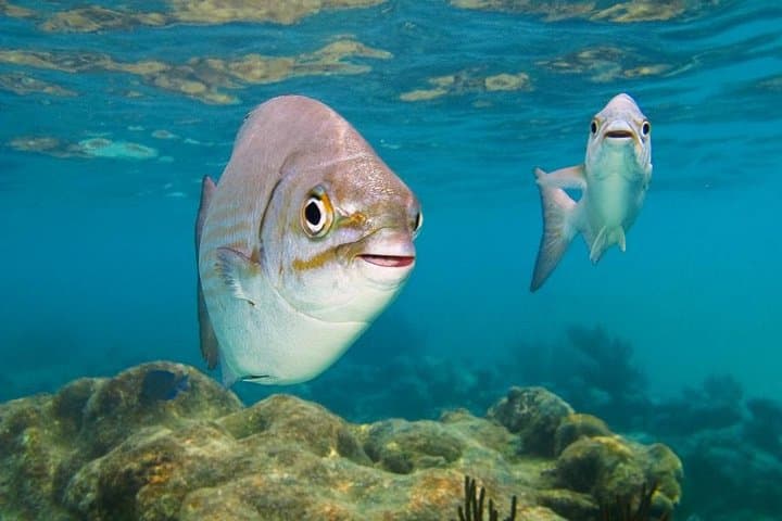 Tulum and Turtles: Half-Day Mayan Ruins and Snorkel with Sea Turtles photo 3