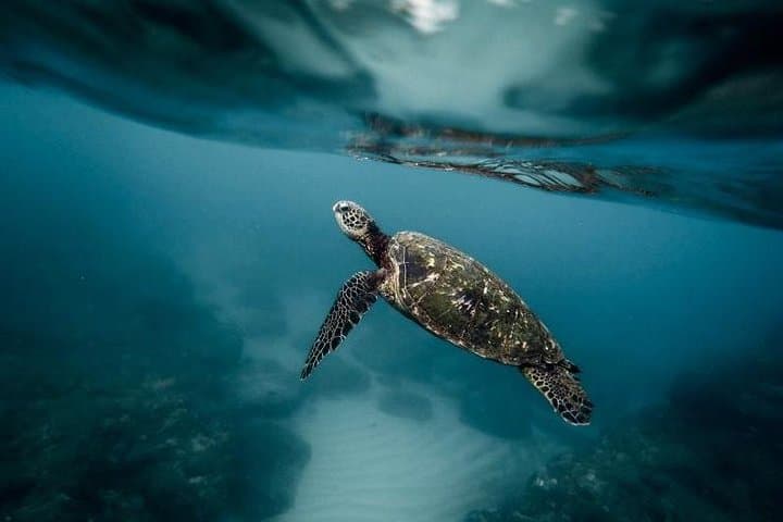 Pescador Island & Kawasan Falls: Sardine Run, Turtles and Badian Canyoneering photo 1