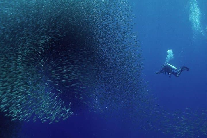 Pescador Island & Kawasan Falls: Sardine Run, Turtles and Badian Canyoneering photo 2