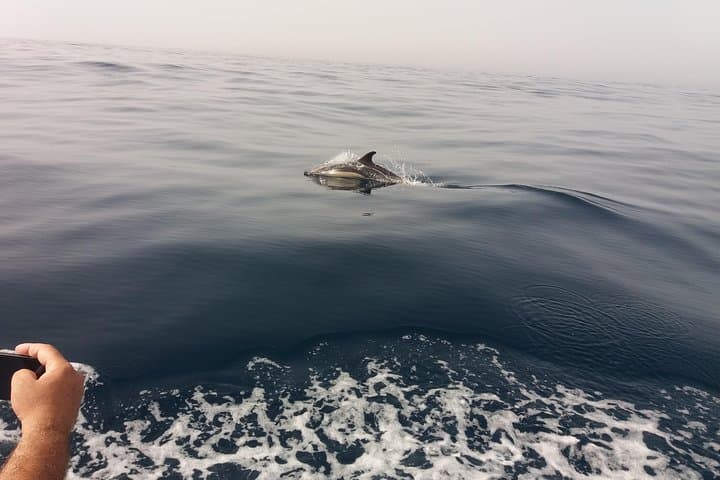 Peniche Dolphin Route: Two-Hour Cetacean Cruise to Caves and Cliffs photo 5