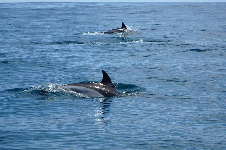 Peniche Dolphin Route: Two-Hour Cetacean Cruise to Caves and Cliffs