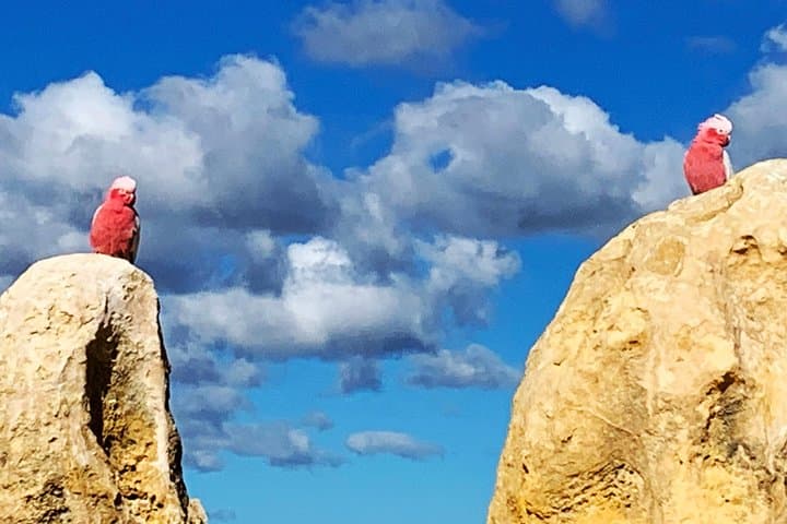 Pinnacles Desert Private Day Tour from Perth — Pinnacles, Sand Dunes & Cervantes Lobster photo 6