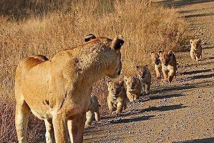 4-Day Group Safari: Tarangire, Serengeti & Ngorongoro from Arusha photo 4