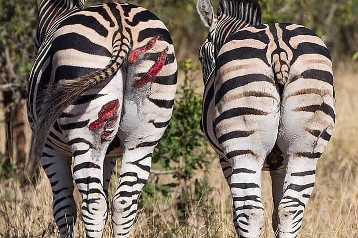 Day Trip in Arusha National Park: Safari, Lakes and Mount Meru Views photo 6
