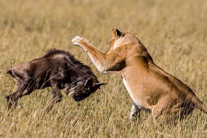 3-Day Serengeti & Ngorongoro Safari: Camping, Big Five & Migration photo 3