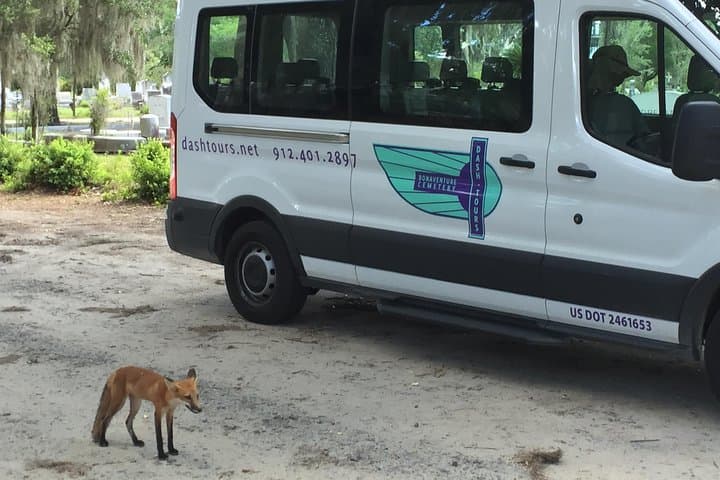 Inside Bonaventure Cemetery: Full Walking Tour with Downtown Pickup photo 3
