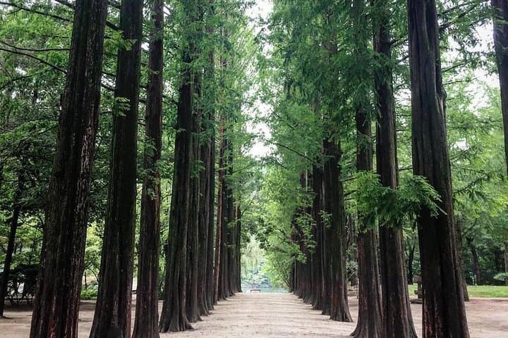Private Nami Island Day Tour from Seoul — Garden of Morning Calm, Petite France & Rail Bike photo 3
