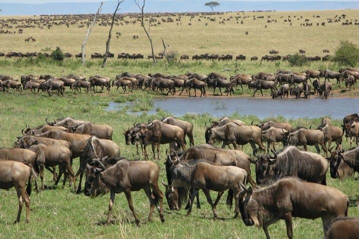 Two-Day Spectacular Tanzania Safari: Mkomazi & Arusha Wildlife Weekend photo 2