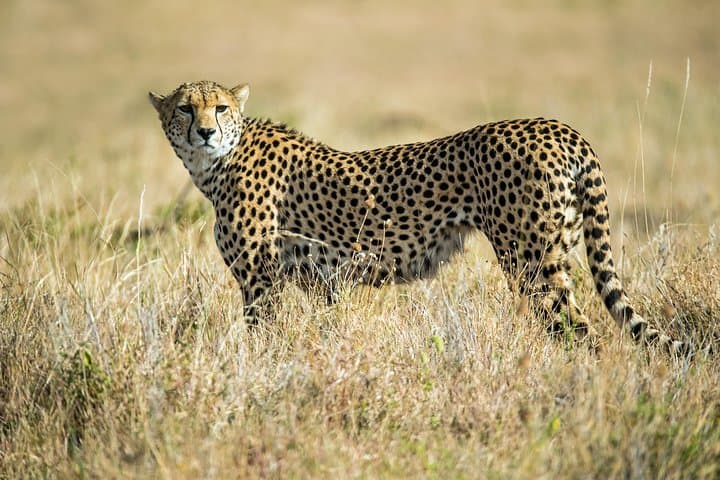 Two-Day Spectacular Tanzania Safari: Mkomazi & Arusha Wildlife Weekend photo 3