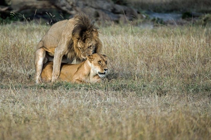 Two-Day Spectacular Tanzania Safari: Mkomazi & Arusha Wildlife Weekend photo 5