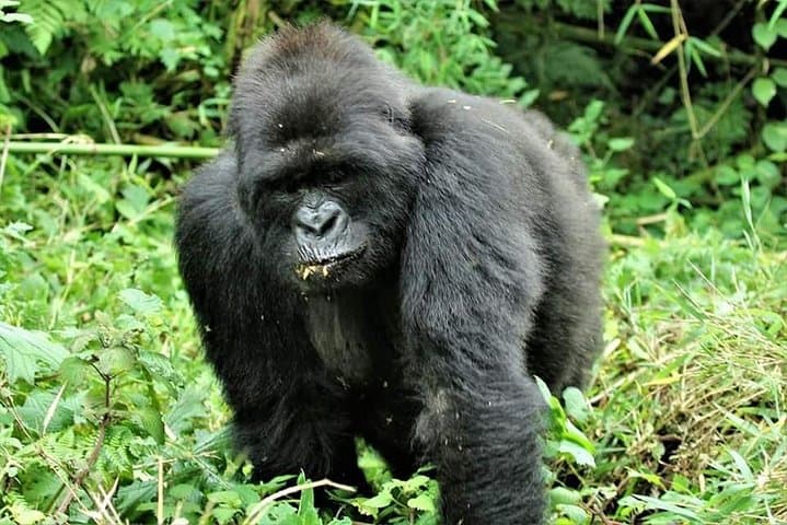Uganda 4-Day Gorilla Trekking: Practical Guide to Bwindi Encounters