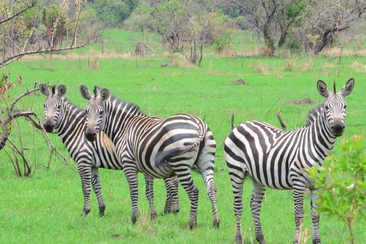 8-Day Rwanda Gorilla Trekking & Wildlife Adventure from Kigali photo 3