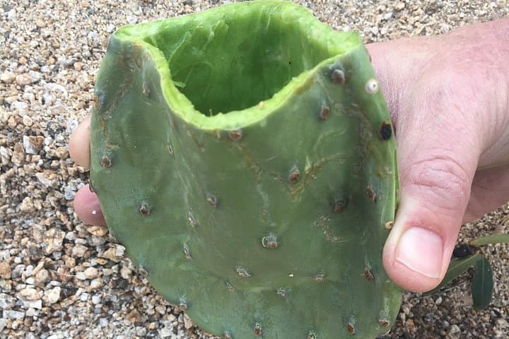 Evening Sonoran Desert Foray: Wild Foods, Fire-by-Friction & Desert Skills