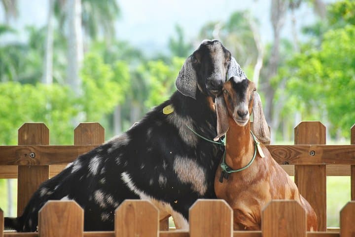 Eco Park Punta Cana: Animal Encounters, River Rafts & Farm Tours at Marinarium