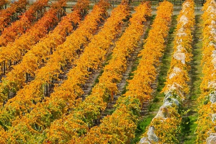 Central Otago Wine Tour from Wanaka — Tastings, Vineyard Visits & Gourmet Lunch photo 2