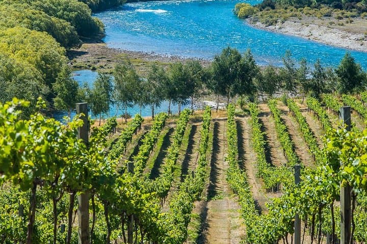 Central Otago Wine Tour from Wanaka — Tastings, Vineyard Visits & Gourmet Lunch photo 5