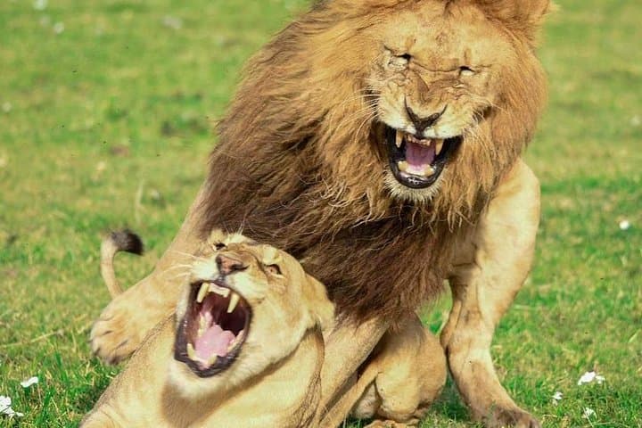 Inside Arusha National Park: Full-Day Wildlife & Birding Safari from Arusha photo 5