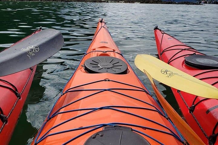Coastal Kayak Tour from Hoonah — Calm Waters & Wildlife in Icy Strait photo 4
